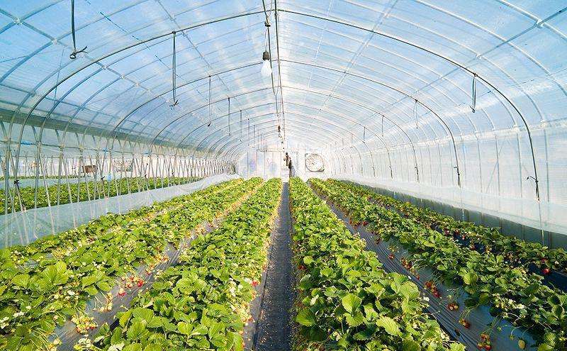 建設(shè)溫室大棚，你需要考慮的因素全在這里了